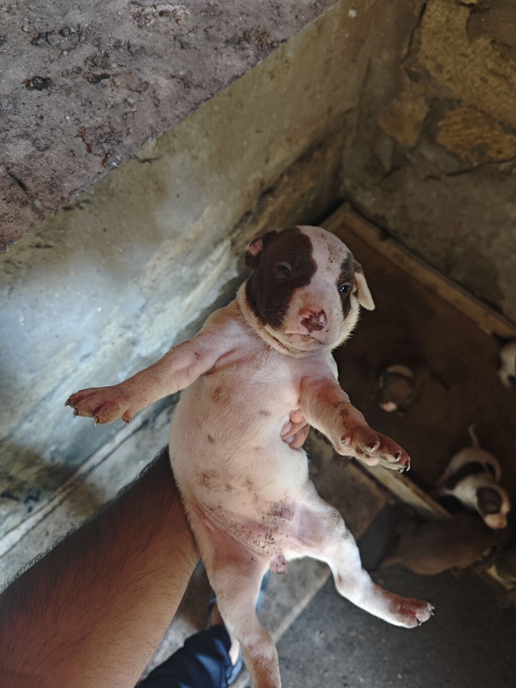 Pitbul, 1 ay, Dişi, Ödənişli çatdırılma — Köpəklər, Sumqayıt (7)