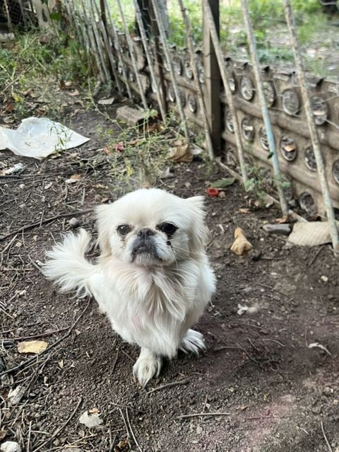Pekines, 1 il, Erkək — Gəncə