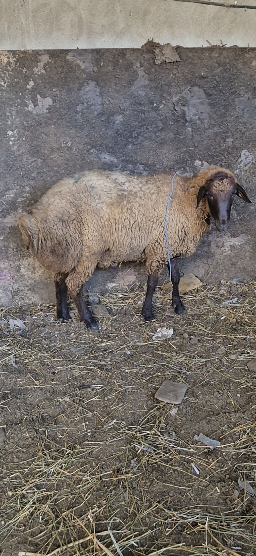 3 eded qoçlar cavan heyvanlardi 1inin 1yaşi olub qalanlari cavandi — Kənd təsərrüfatı heyvanları, Bakı (4)