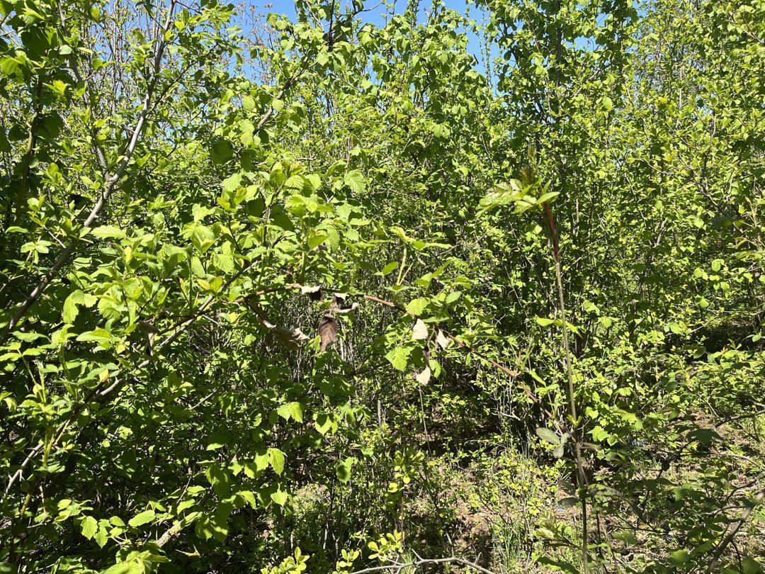 Həyət evi, Qusar r — Ev, villa, Qusar (4)