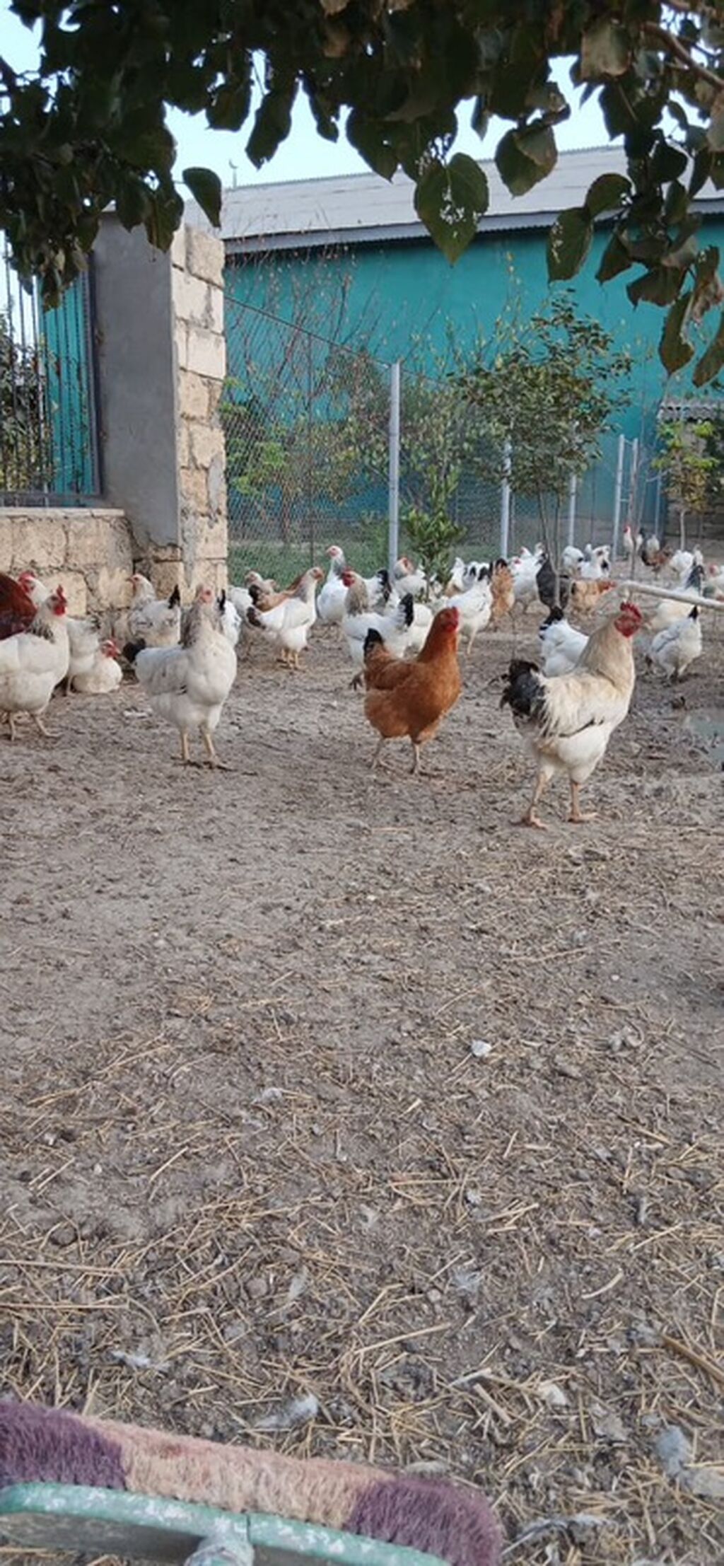 Toyuq, Yumurtalıq — Toyuq və xoruz, Şirvan (4)
