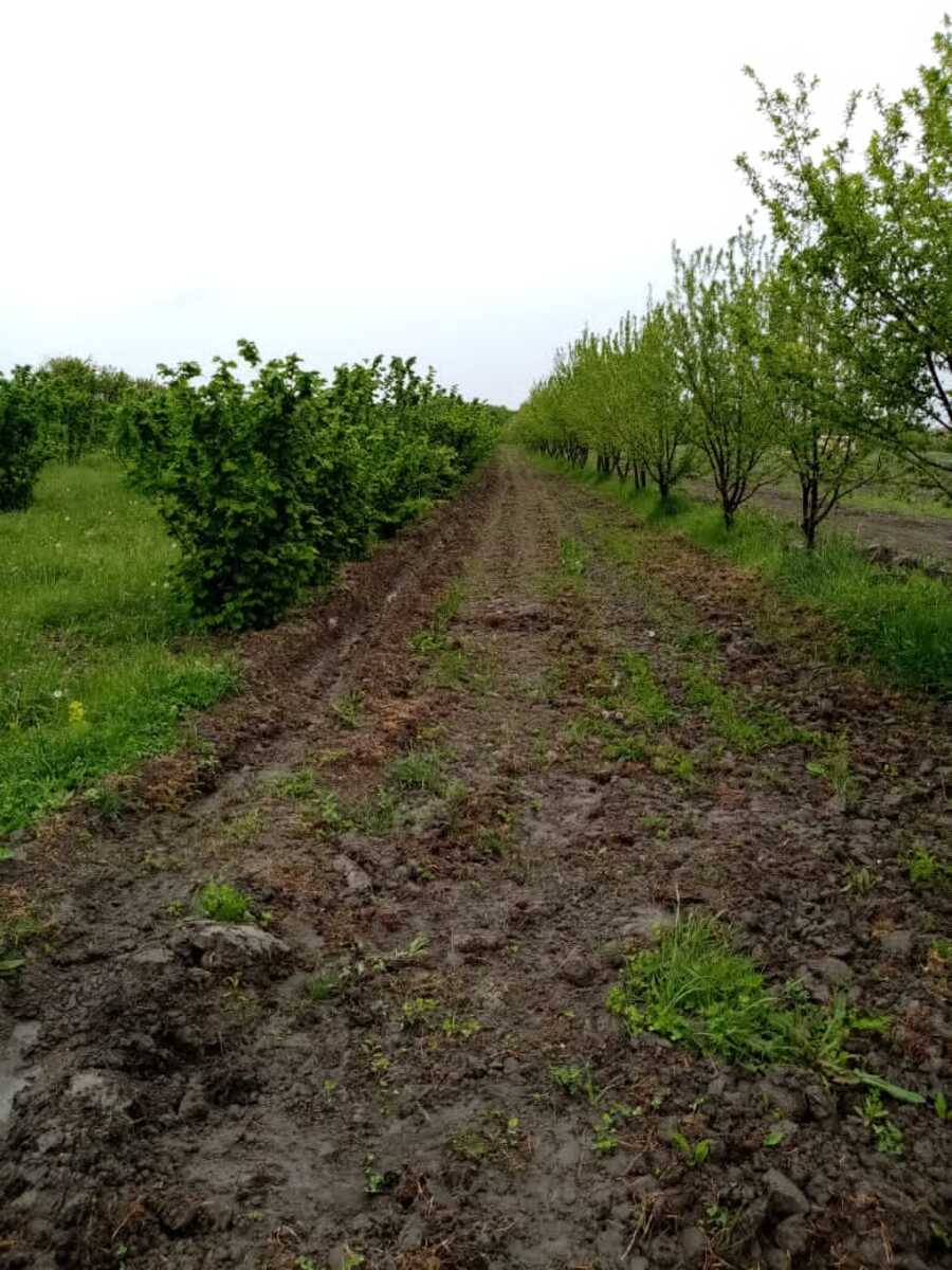 Satılır torpaq 35 sot — Torpaq, Xaçmaz (6)
