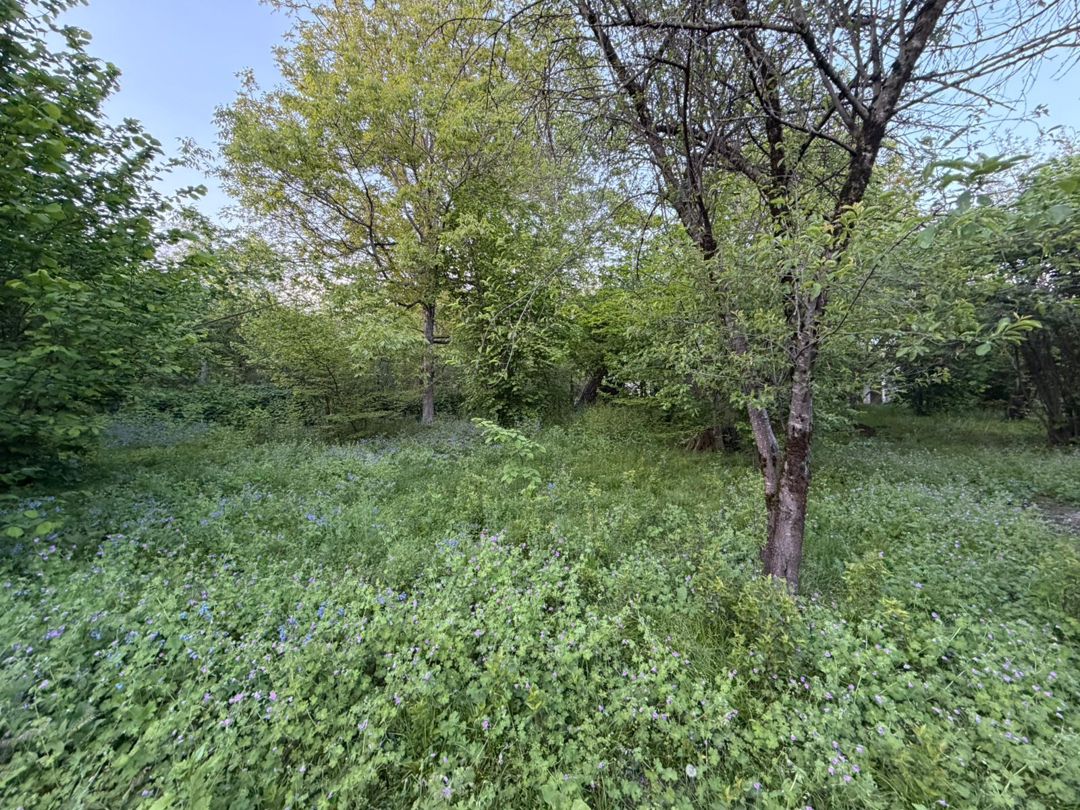 Satılır torpaq 14 sot — Torpaq, Qəbələ (3)