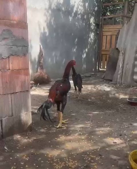 Heyratı xoruz — Bakı