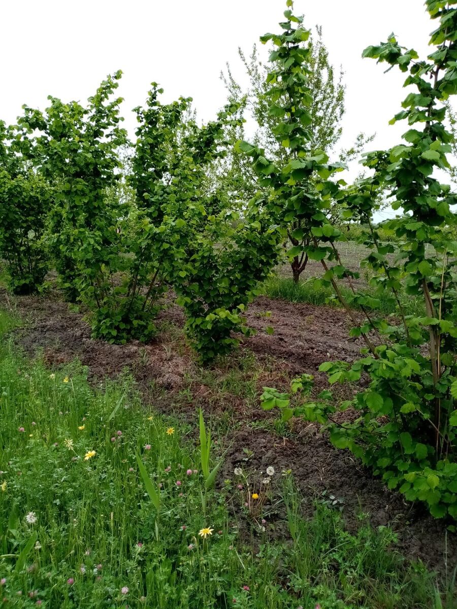 Satılır torpaq 35 sot — Torpaq, Xaçmaz (5)