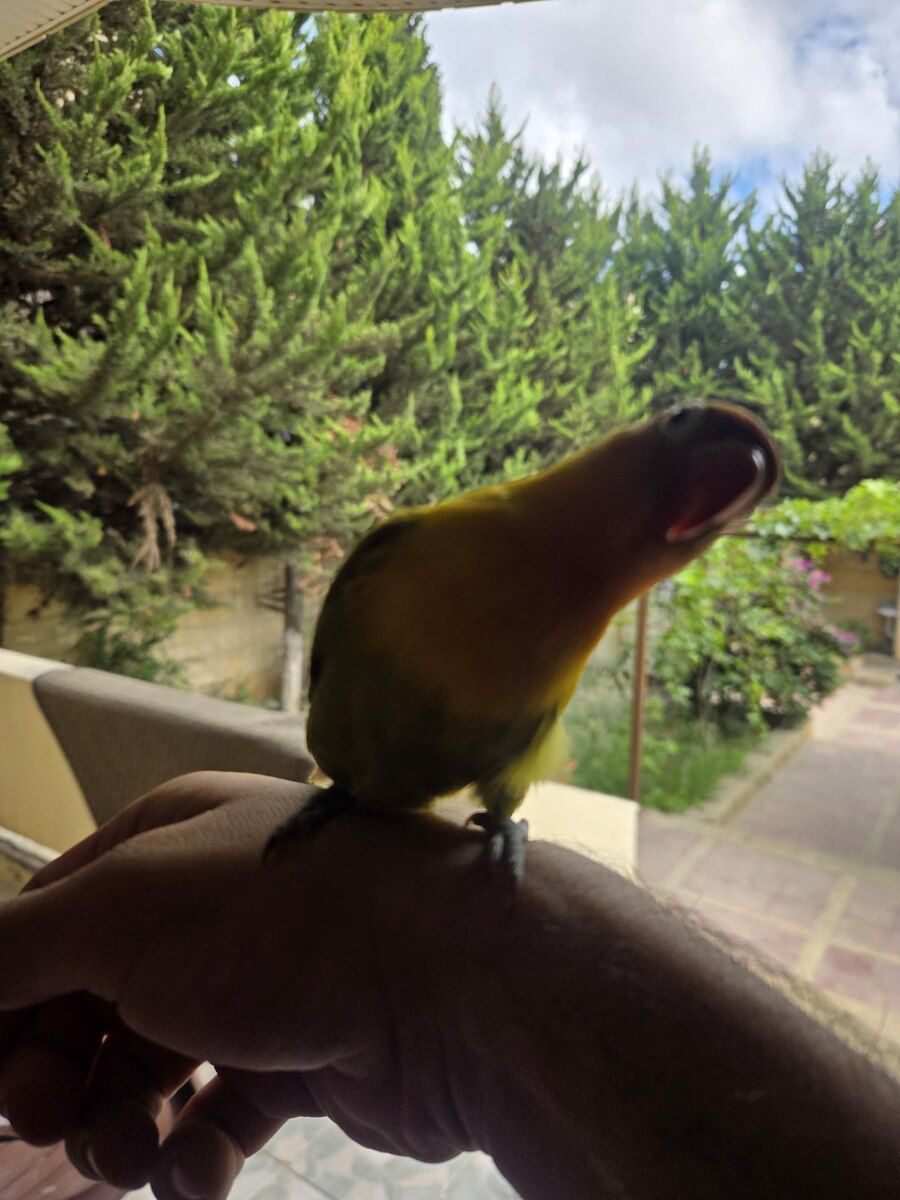 Fisher Lovebirds — Quşlar, Bakı (2)