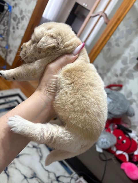 Retriever, 1 ay, Erkək, Peyvəndli — Bakı