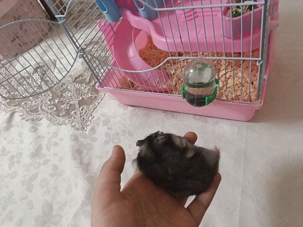 Siçan/hamster ile 2 mərtəbəli qəfəs dəsti 'qızdı hamilə yemək və — Qəfəslər, Xırdalan (7)
