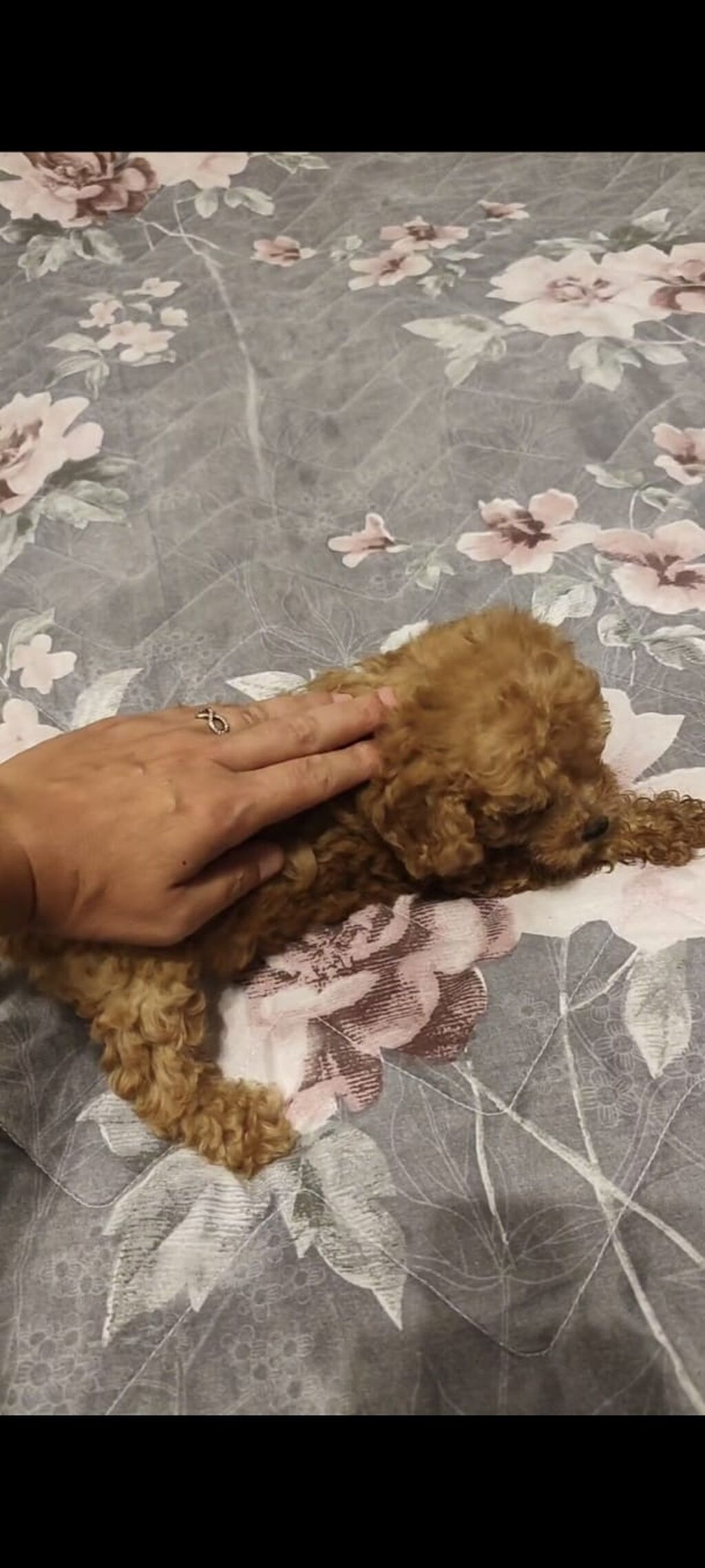 Mini ölçülü, qıvırcıq tüklü balaca şirinlər – ev üçün ideal yoldaşlar — Köpəklər, Bakı (5)