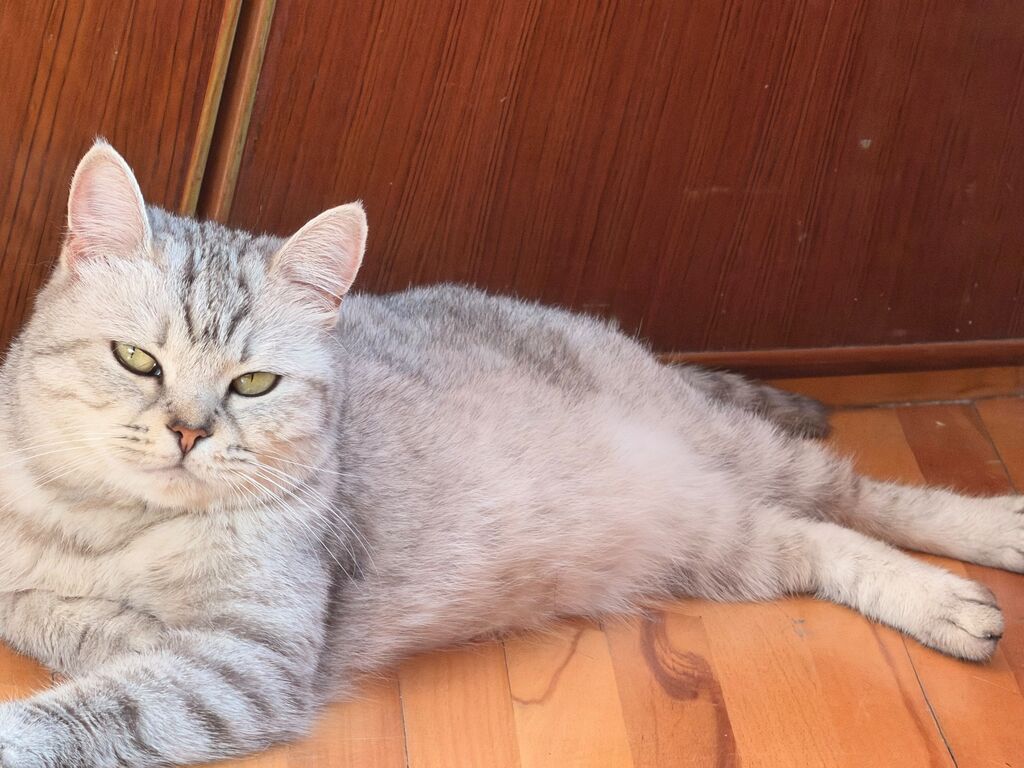Şinşilla, Dişi — Pişiklər, Bakı