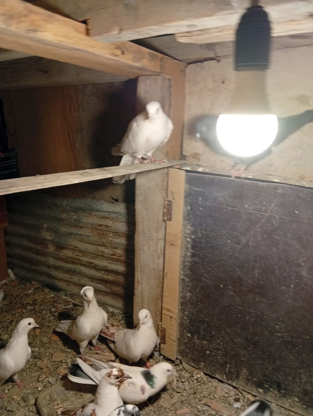 Salam hamsı satılır kom alan olsa 5 manatdan balalarda usdunde — Göyərçin, Mingəçevir (5)