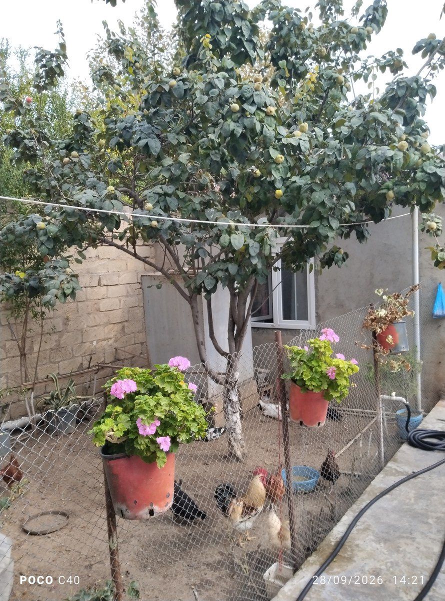 Satılır 6 otaqlı həyət evi/bağ evi 200.5 m² — Ev, villa, Bakı (6)