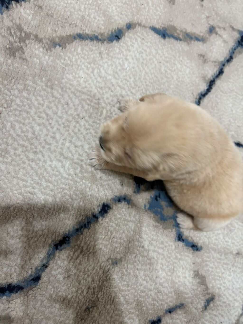 Retriever, 1 ay, Erkək, Peyvəndli — Köpəklər, Bakı (3)