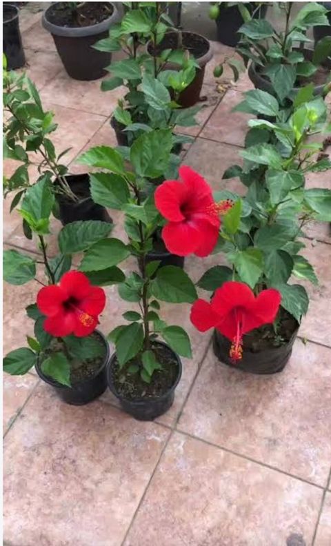 Qırmızı hibiskus (Çin gülü) saksı bitkisi - Növ: Hibiscus — Bakı