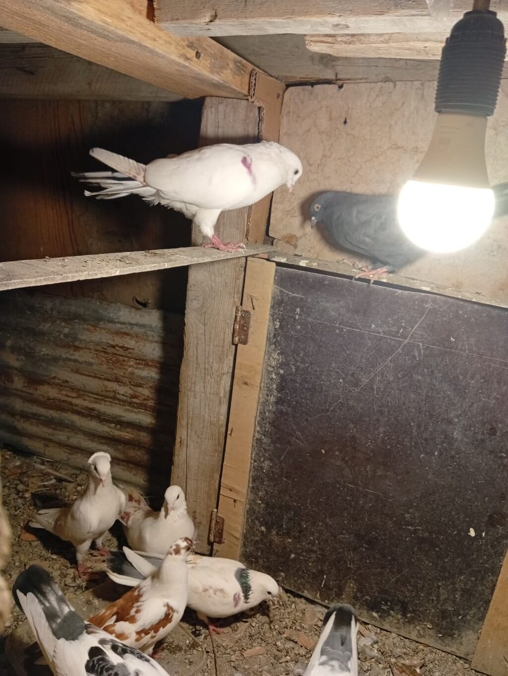 Salam hamsı satılır kom alan olsa 5 manatdan balalarda usdunde — Göyərçin, Mingəçevir (3)