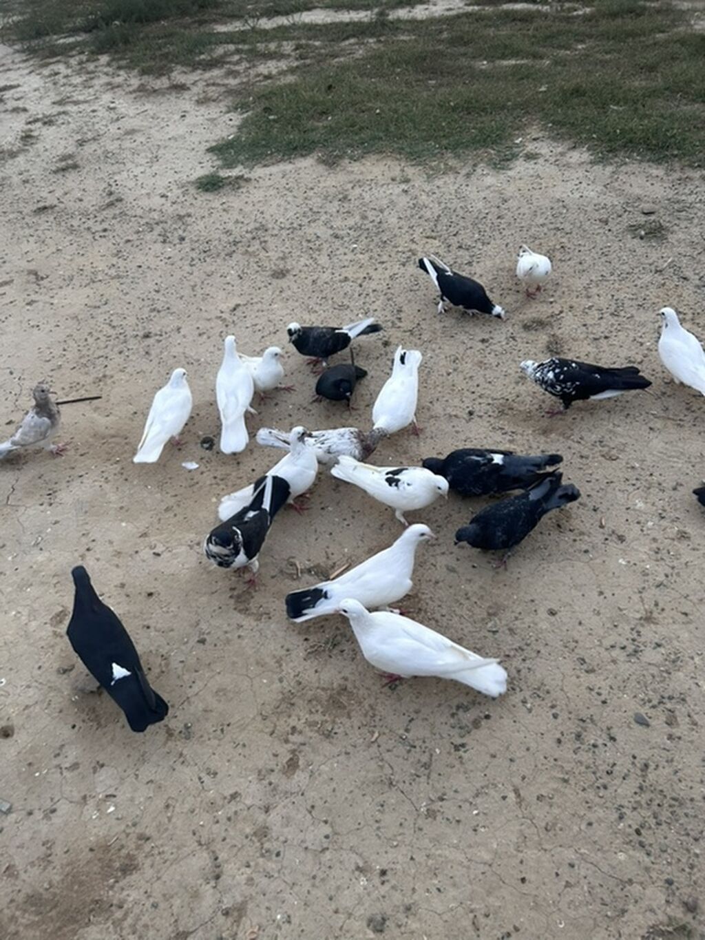 Salam tutulma quslar tek tekde satılır qıymet. Ferqlı olacaq optavoy 4 — Göyərçin, Sumqayıt (4)