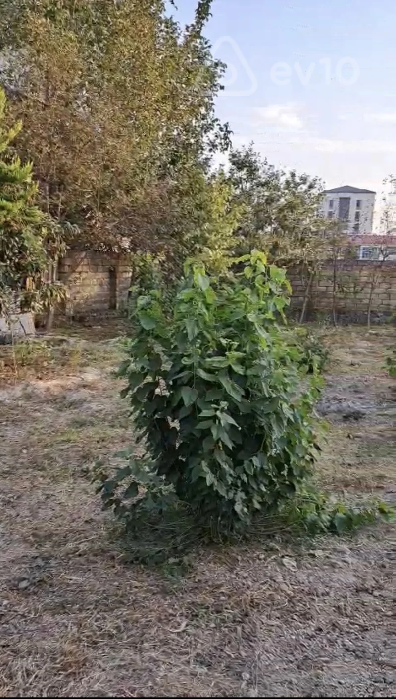 Torpaq sahəsi, 6 sot, Ünvan: Şəki şəhəri, Aşağı Xəstəxana ərazisi, Bonum Xəstəxanasının yaxınlığı, Asan Xidmətə yaxın ərazi, 99-cu kvartal — Torpaq, Şəki (6)