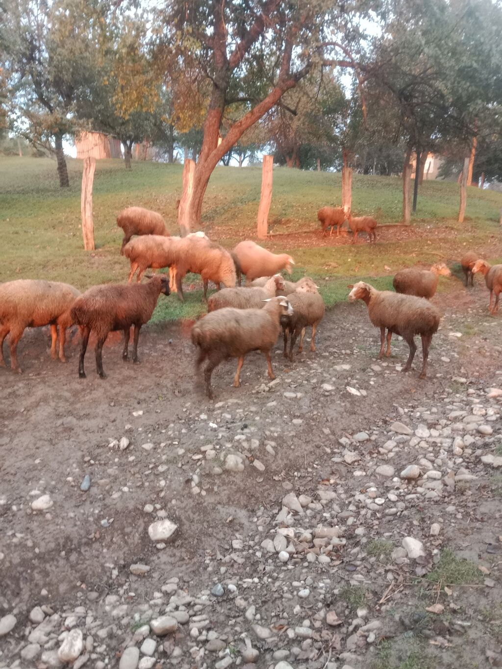 Mal-qara üçün xırdabuynuzlu sürü - Növ: qoyun-keçi sürüsü (əsasən — Kənd təsərrüfatı heyvanları, Qusar (2)