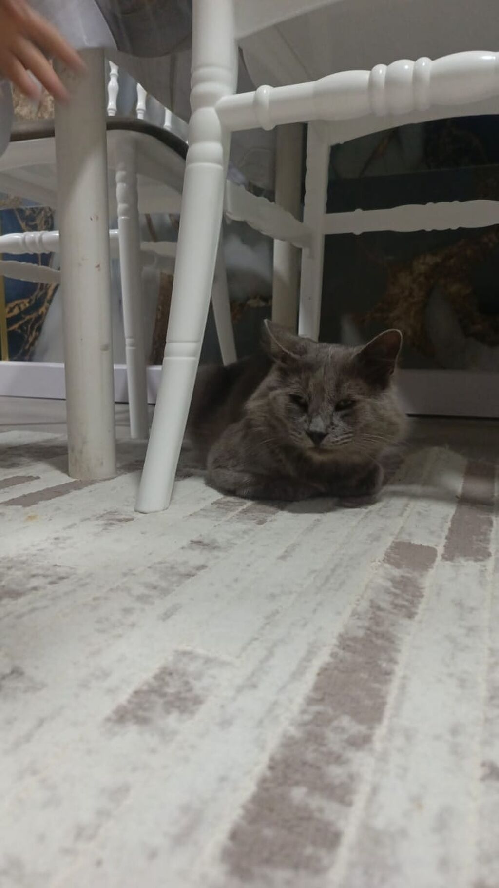 Siam, Erkək, Yaxşı əllərə, Ünvandan götürmə, Pulsuz çatdırılma — Pişiklər, Bakı (3)