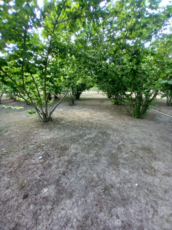 Həyət evi, Xaçmaz r — Ev, villa, Xaçmaz (7)