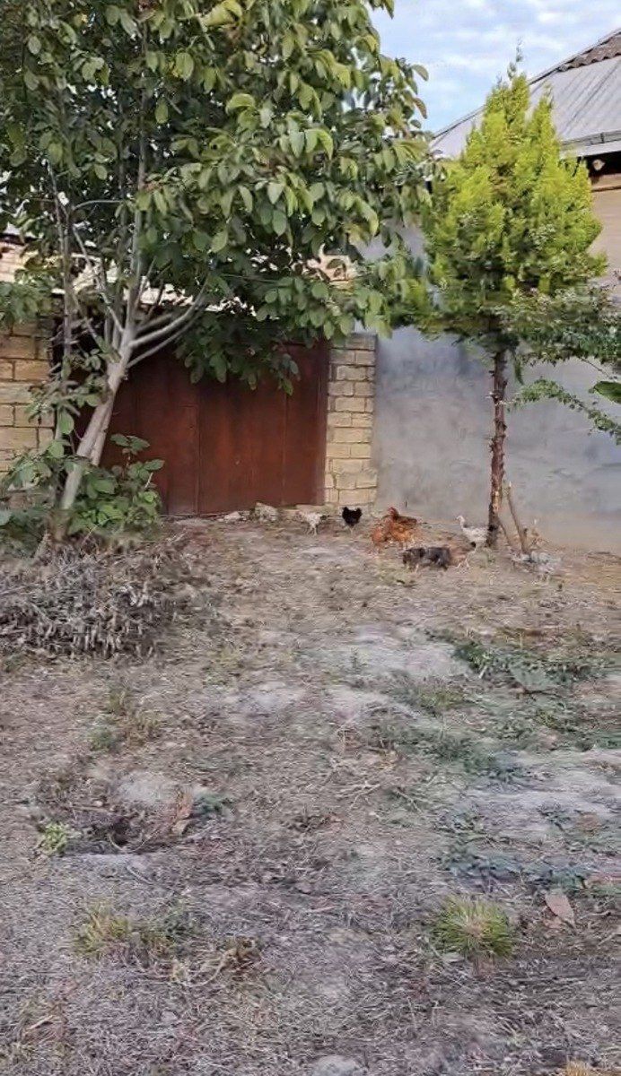 Satılır torpaq 6 sot — Torpaq, Şəki