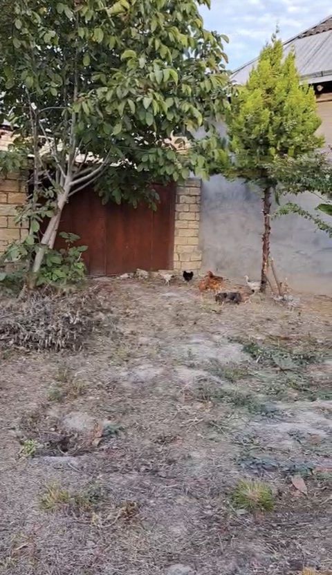 Satılır torpaq 6 sot — Şəki