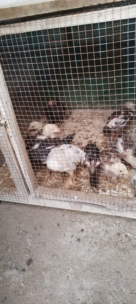 Heyratı fərə və xoruzlar — Quşlar, Xaçmaz (7)