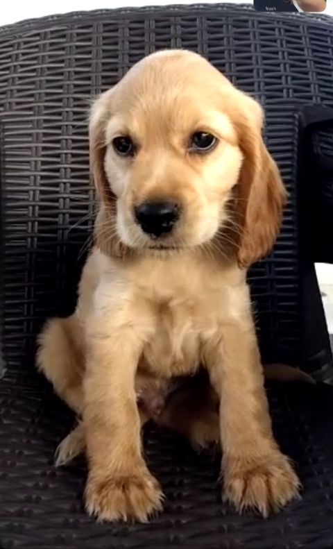 Koker spaniel — Bakı