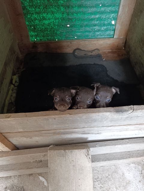 Çexiski Pincer Erkekdi 3 ededdi — Mehdiabad