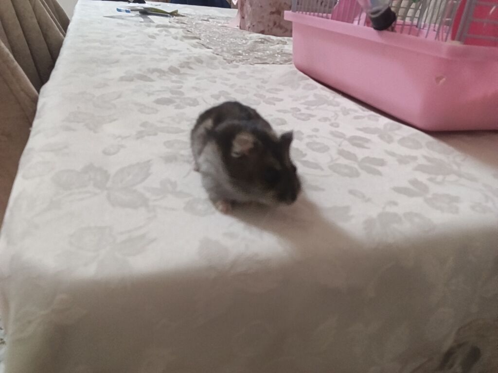 Siçan/hamster ile 2 mərtəbəli qəfəs dəsti 'qızdı hamilə yemək və — Qəfəslər, Xırdalan (8)