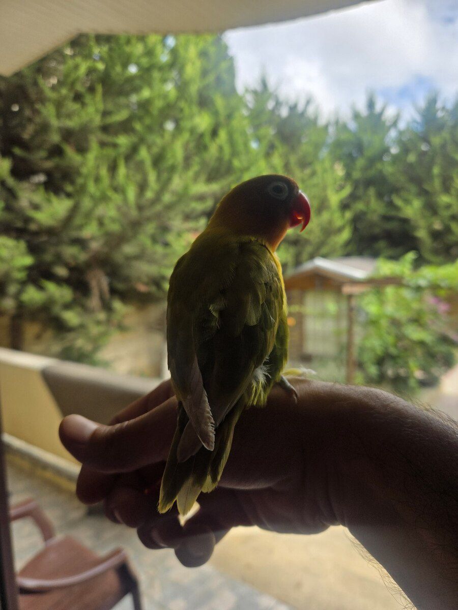 Fisher Lovebirds — Quşlar, Bakı (5)