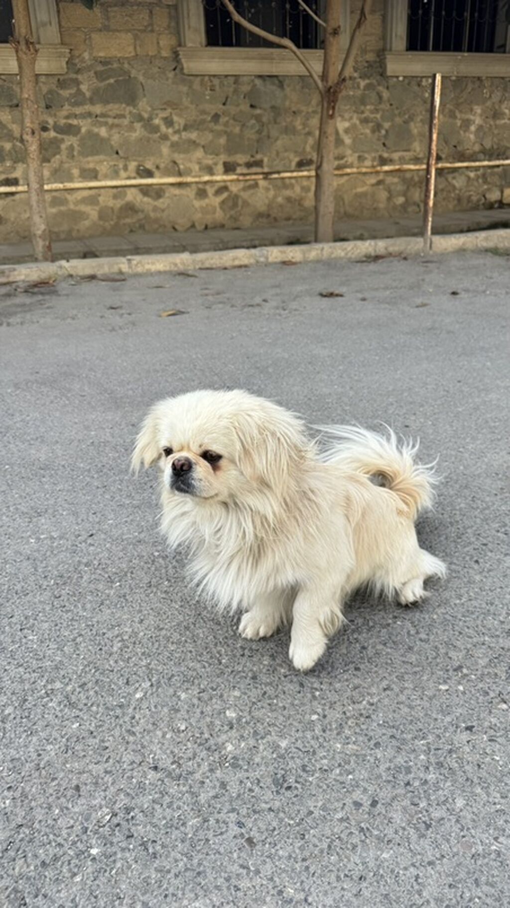 Pekines — Köpəklər, Gəncə (2)