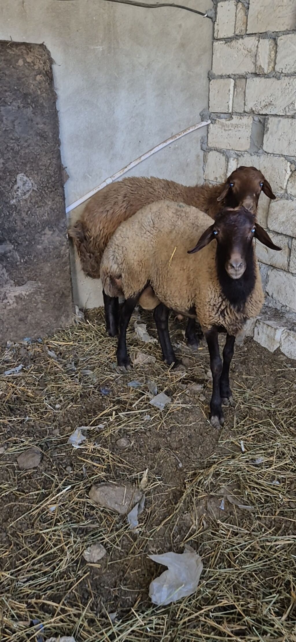 3 eded qoçlar cavan heyvanlardi 1inin 1yaşi olub qalanlari cavandi — Kənd təsərrüfatı heyvanları, Bakı (5)