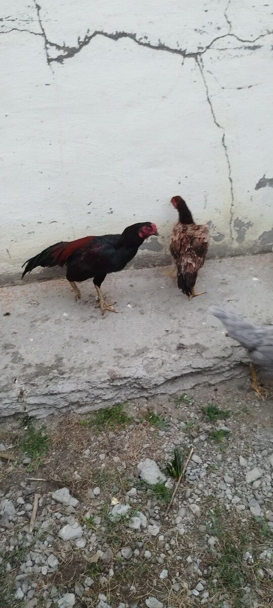 Heyratı fərə və xoruzlar — Quşlar, Xaçmaz