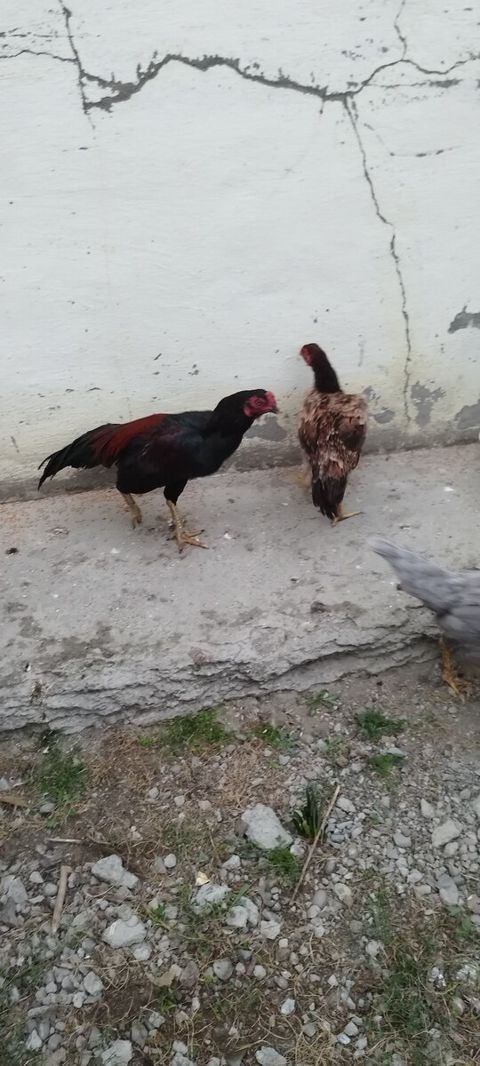 Heyratı fərə və xoruzlar — Xaçmaz