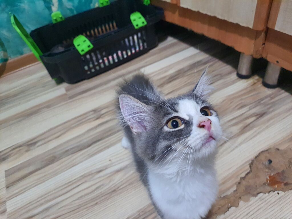 Meyn-kun, Erkək, Yaxşı əllərə — Pişiklər, Bakı (9)