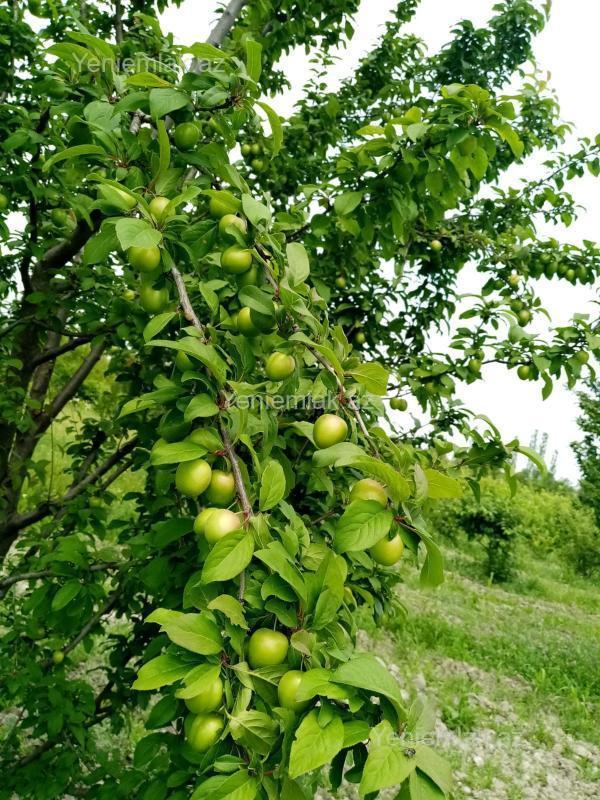 Satılır Torpaq sahəsi, 35 sot, Xaçmaz — Torpaq, Xaçmaz (6)