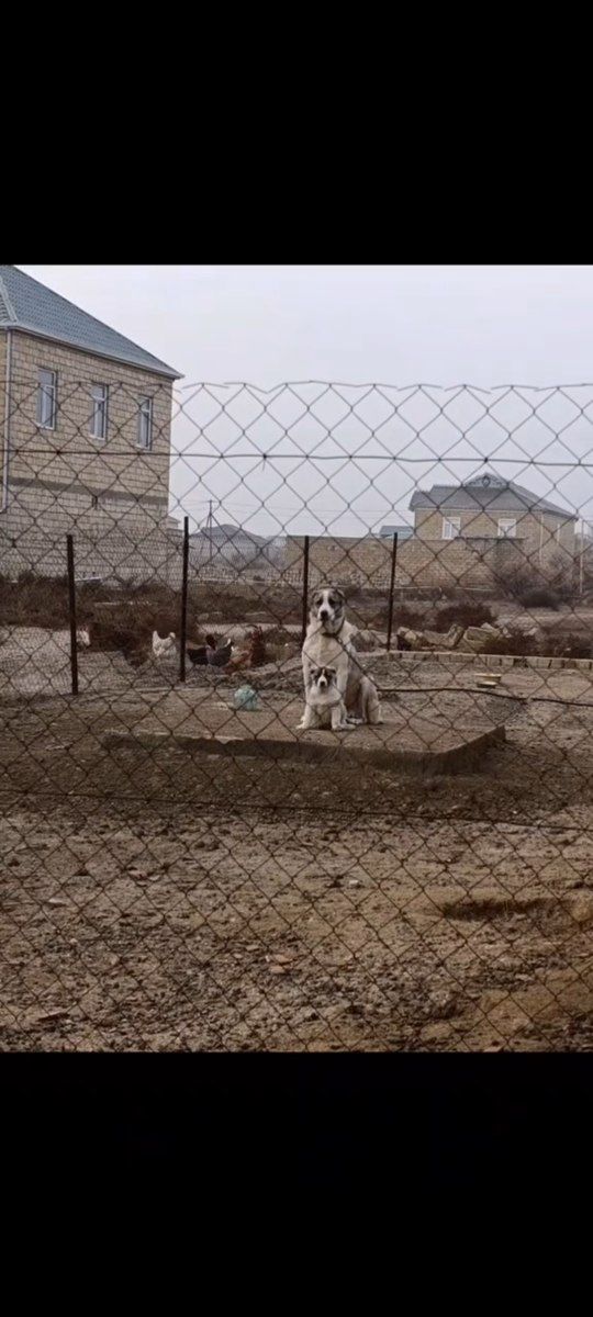 Alabay — Köpəklər, Bakı (4)