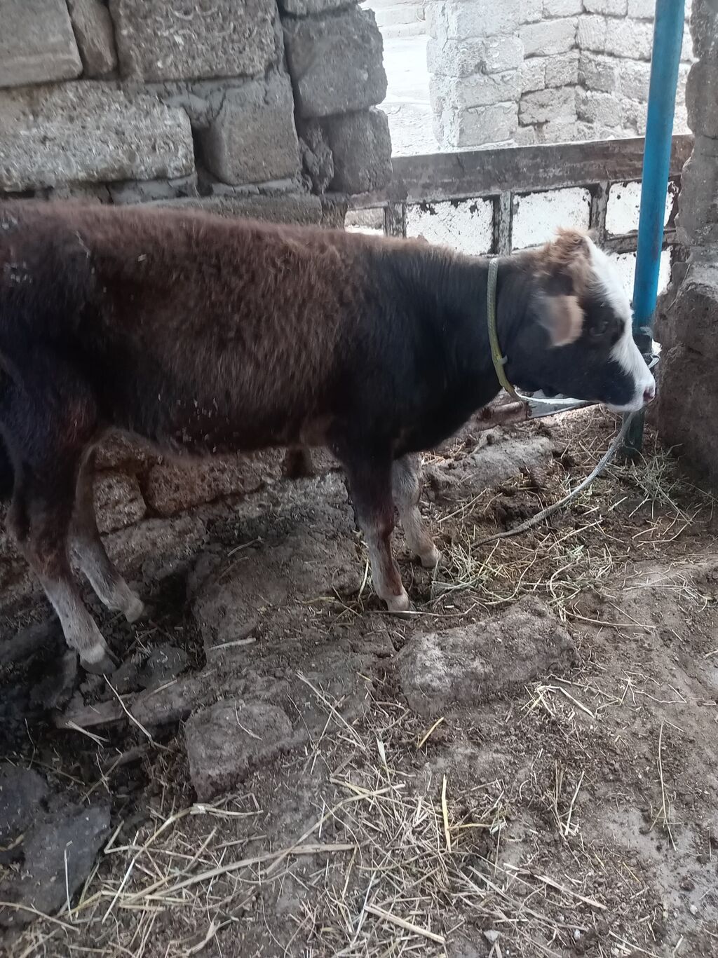 Saglam erkek danadir — Kənd təsərrüfatı heyvanları, Digah