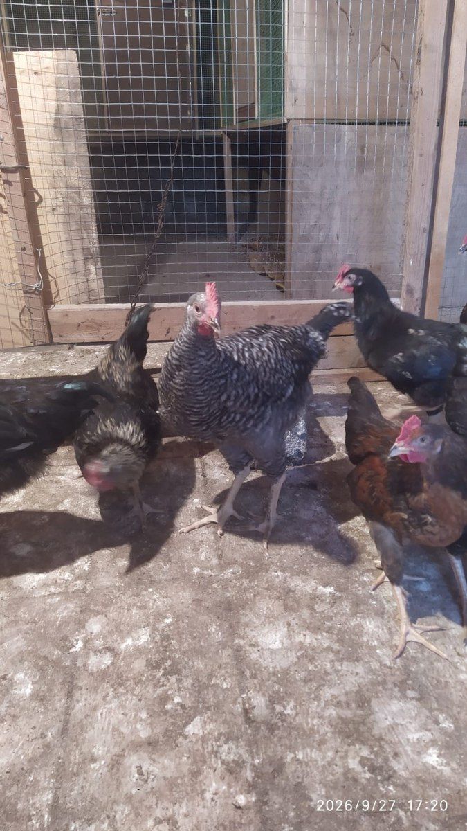 Çolpalar — Quşlar, Bakı (3)