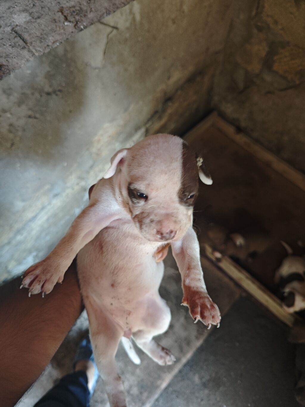 Pitbul, 1 ay, Dişi, Ödənişli çatdırılma — Köpəklər, Sumqayıt