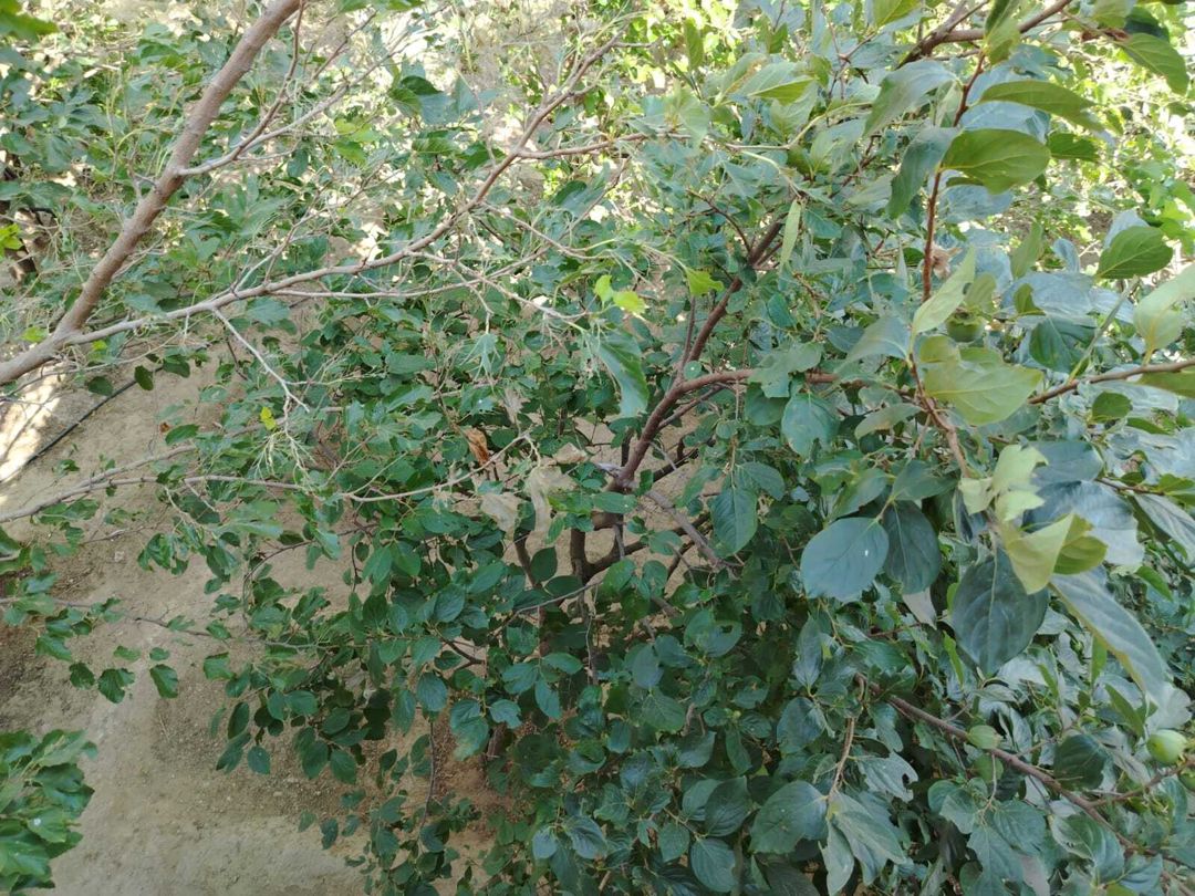 Satılır 5 otaqlı həyət evi/bağ evi 160 m² — Ev, villa, Bakı (2)
