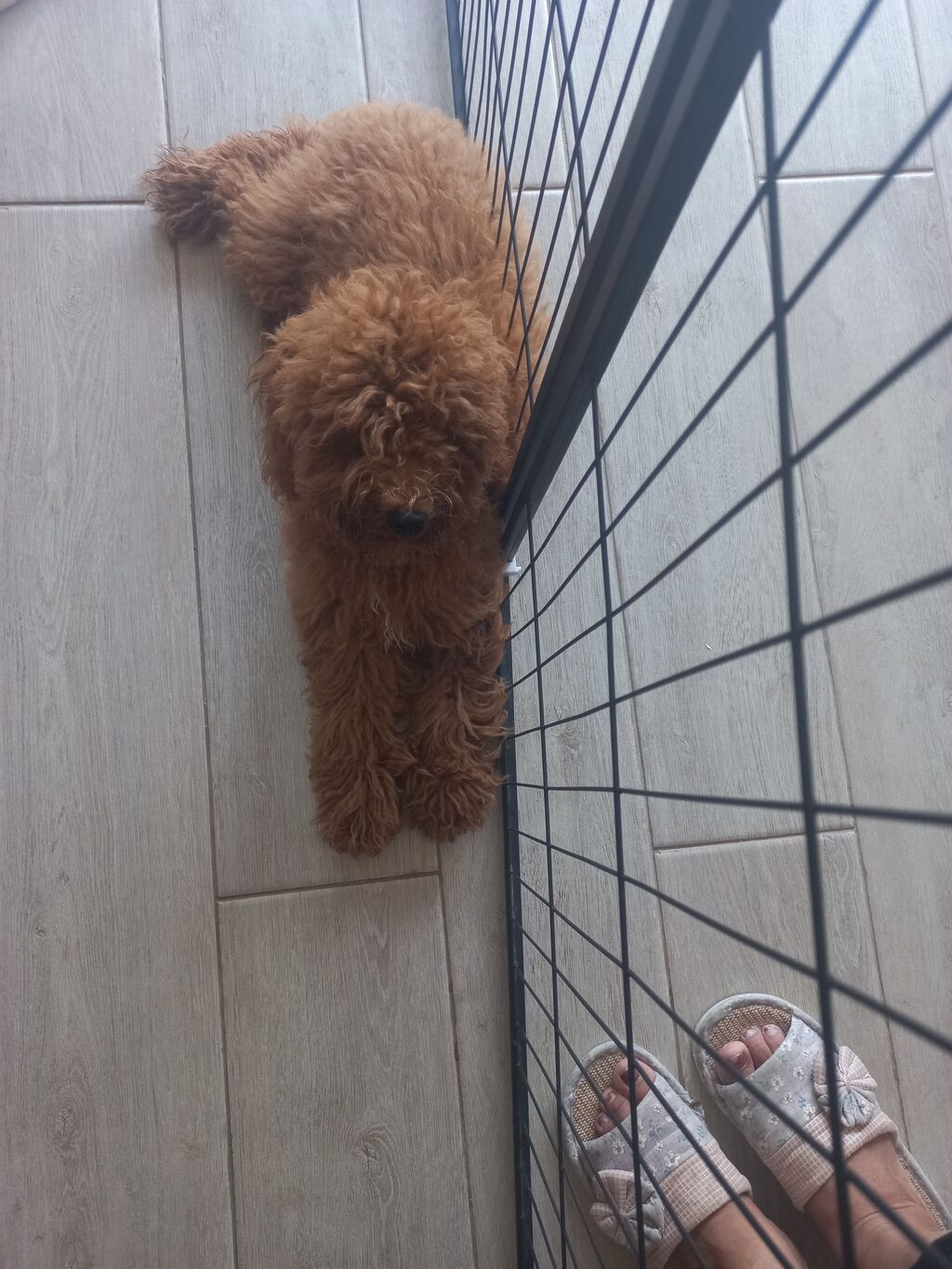 Pudel, 5 ay, Erkək, Peyvəndli — Köpəklər, Masazır (4)
