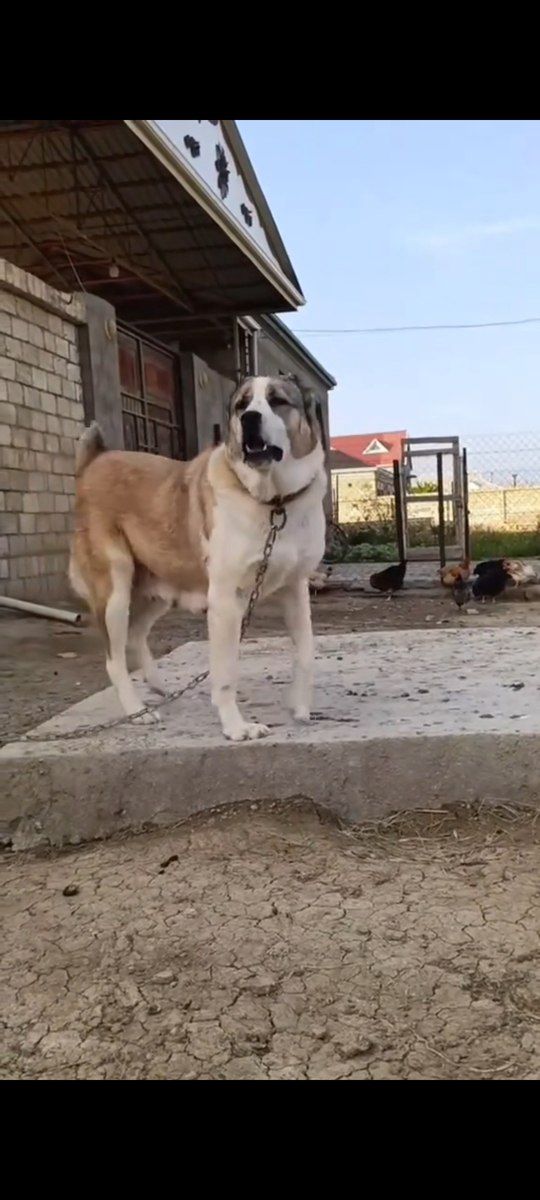 Alabay — Köpəklər, Bakı (3)