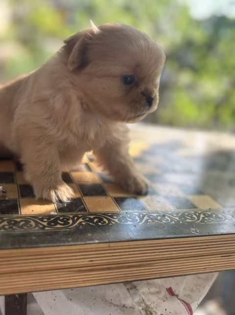 Pekines, Peyvəndli — Qobu
