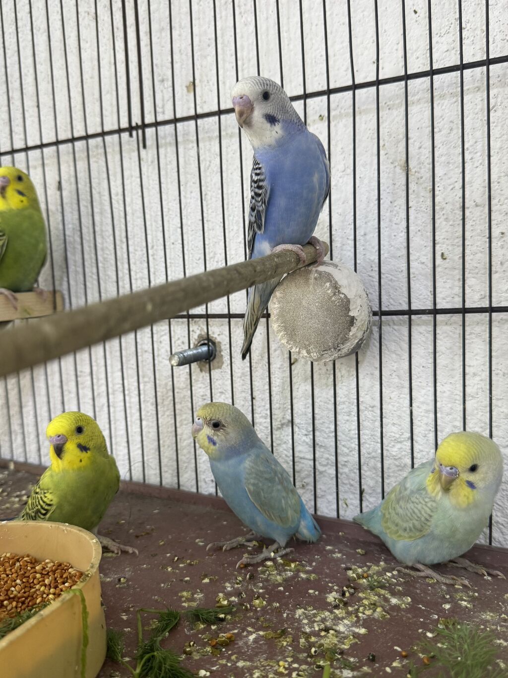 7 ədəd tutuquşu 1 i 10 manatdan Sağlam quşlardı özləri yeyir Ələ — Tutyun papağayı, Sumqayıt (6)