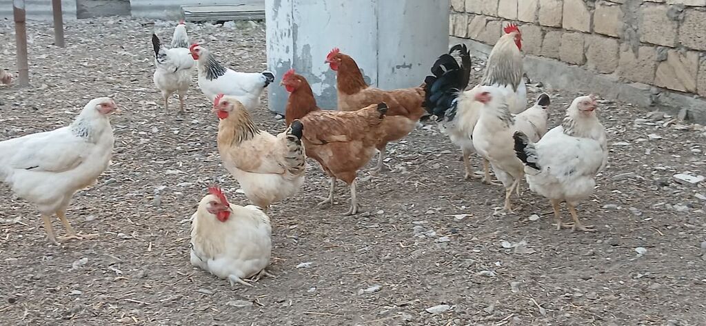 Toyuq, Yumurtalıq — Toyuq və xoruz, Şirvan (2)