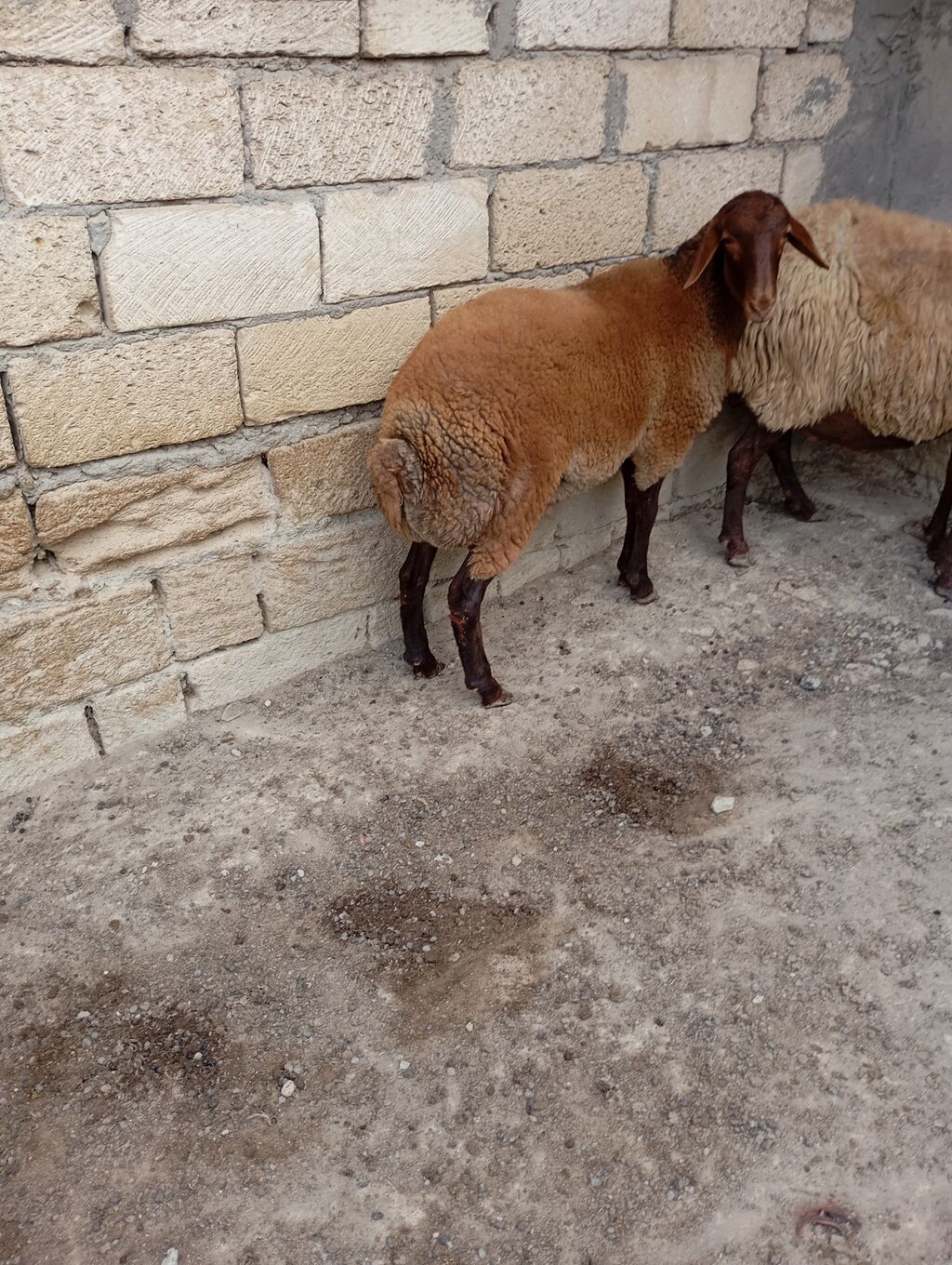 7 aylıq erkey toğlu — Kənd təsərrüfatı heyvanları, Xırdalan (2)