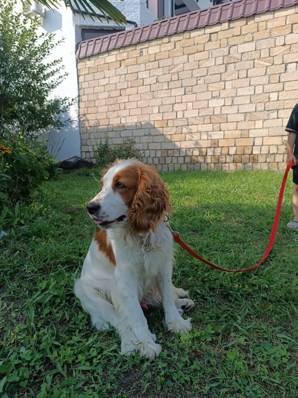 İngilis Springer Spaniel tipli it - Rəng: ağ-qəhvəyi ləkəli - Uzun — Köpəklər, Bakı (3)