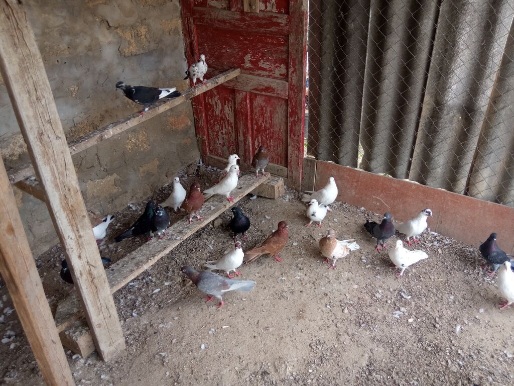 Salam tam sağlam tərqizmə quşlardır 23 dənə tək tək satilmir kom — Göyərçin, Digah (4)